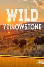 Watch Wild Yellowstone Megashare8