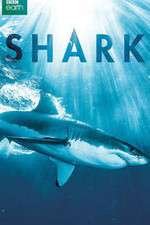 Watch Shark Megashare8