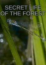 Watch Secret Life of the Forest Megashare8