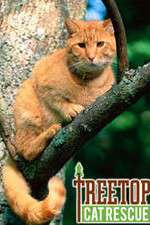 Watch Treetop Cat Rescue Megashare8